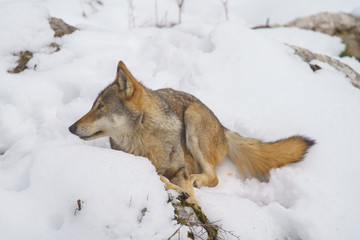 parco nazionale d'abruzzo 2019
