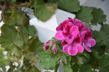 geranium in the garden