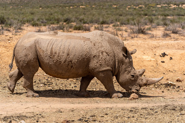 Obraz premium Rhino in the savannah