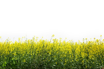 white background with green field and yellow flowers
