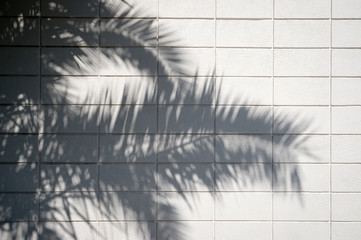 Tropical background of simple shadows of the fronds of a palm tree arching across a white tile wall of copy space