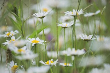 Beautiful white daisies flowers growing outside in wild green grass in countryside meadow. Horizontal color photography.