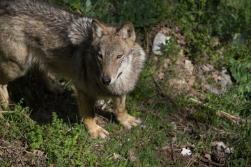 parco nazionale d'abruzzo 2019