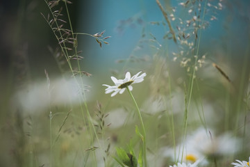 Beautiful white daisies flowers growing outside in wild green grass in countryside meadow. Horizontal color photography.