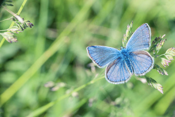 Small butterfly Lycaenidae in grass. Plebejus argus (silver-studded blue) butterfly