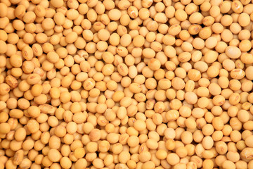 soybean