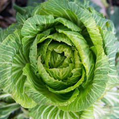Growing cabbage.