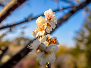 【静岡県伊豆市】白梅の花【修善寺梅林】