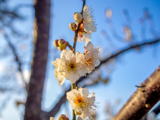 【静岡県伊豆市】白梅の花【修善寺梅林】