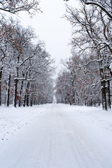 Road to house in winter forest. Trees in white snow, Christmas time.  Sharp photo.
