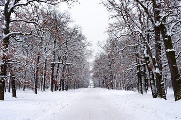 Road to house in winter forest. Trees in white snow, Christmas time.  Sharp photo.