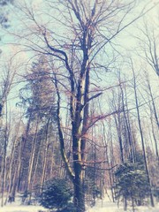 Frostiger Baum