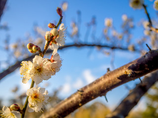 【静岡県伊豆市】白梅の花【修善寺梅林】