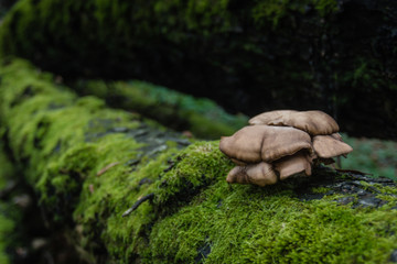 Mushroom on a wild tree covered with green moss