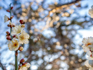 【静岡県伊豆市】白梅の花【修善寺梅林】
