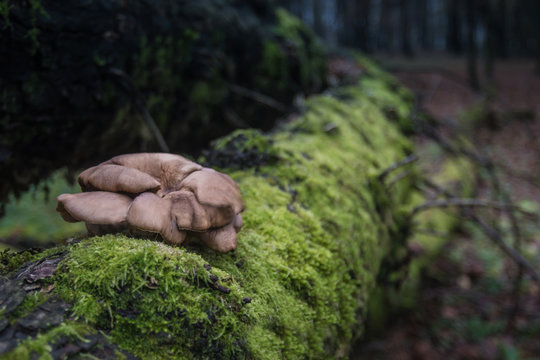Mushroom on a wild tree covered with green moss