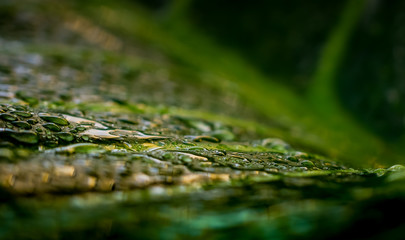 Regentropfen auf grünem Blatt im Regenwald, Reise Australien