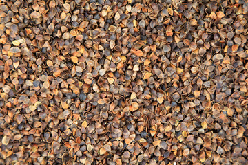buckwheat
