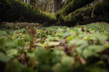 Green from moss fallen tree in woods