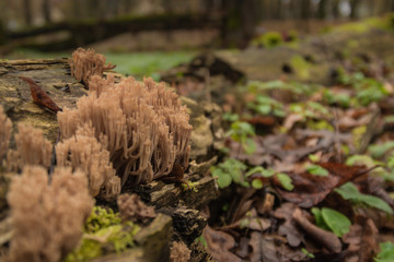 Wood floor covered with mushroom patch