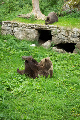Female Brown Bear Playing with Cubs in Green Nature Reserve in Summer