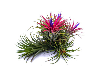 Naklejka na ściany i meble Close up Tillandsia on isolate white background. Tillandsia plant commonly known as Airplants.
