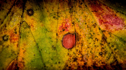 Herbtfärbung Blatt Detail bunt Fasern Struktur Detail Muster Hintergrund Herbst