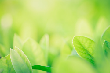 Close up beautiful view of nature green leaves on blurred greenery tree background with sunlight in public garden park. It is landscape ecology and copy space for wallpaper and backdrop.