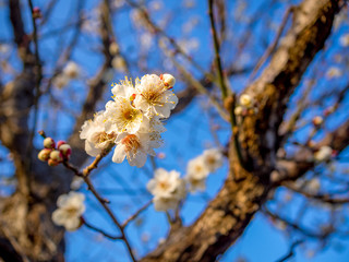 【静岡県伊豆市】白梅の花【修善寺梅林】