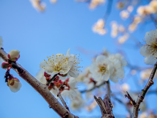 【静岡県伊豆市】白梅の花【修善寺梅林】