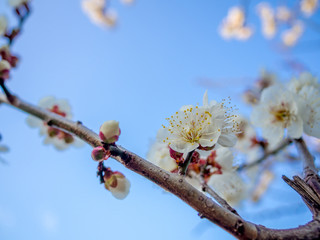 【静岡県伊豆市】白梅の花【修善寺梅林】