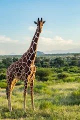 Fototapeten Giraffe überquert den Weg im Samburu Park © Demande Philippe