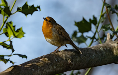Close-up of robin bird on a tree branch
