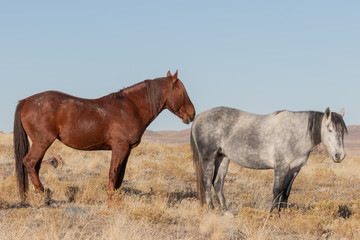 Obraz na płótnie Canvas Wild Horses in the Utah Desert in Winter