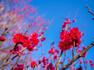 【静岡県伊豆市】紅梅の花【修善寺梅林】