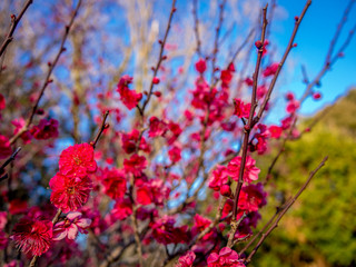 【静岡県伊豆市】紅梅の花【修善寺梅林】
