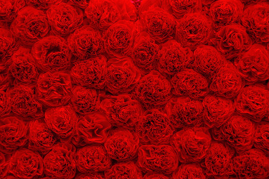 Background of bright red paper flowers