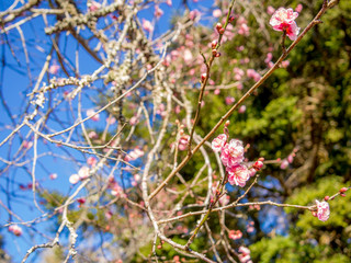【静岡県伊豆市】紅梅の花【修善寺梅林】