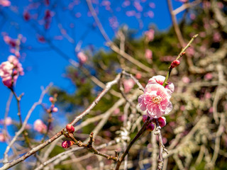 【静岡県伊豆市】紅梅の花【修善寺梅林】