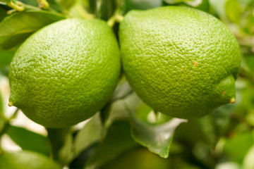 Two limes on a lime tree