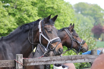 reiten