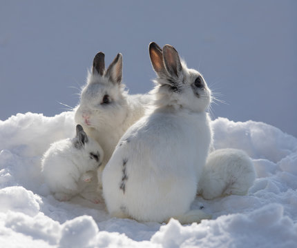 rabbit family, cute white rabbits in the snow