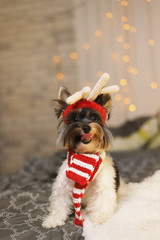 cute dog with knitted horns .Yorkshire terrier