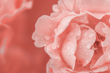 Flower rose with dew macro, space for text  in Colour of the year 2019 Pantone - Living Coral