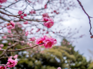 【静岡県伊豆市】紅梅の花【修善寺梅林】