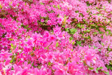Rhododendron im Garten