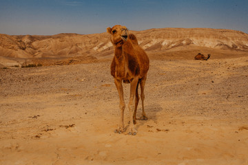 Camel in desert in Israel, Negev