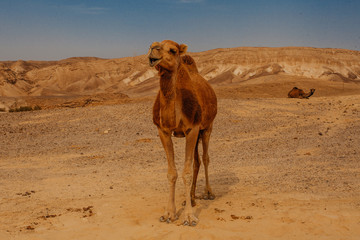 Camel in desert in Israel, Negev