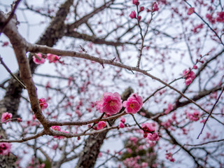 【静岡県伊豆市】紅梅の花【修善寺梅林】