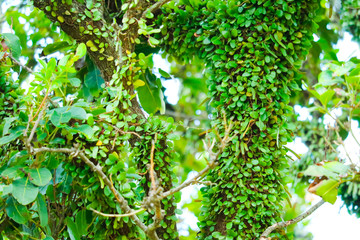 asclepiadaceae tree  bark glides over the surface of wood, extends the territory